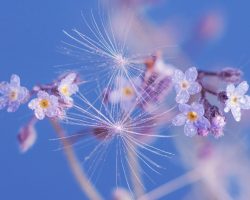 spring-4184594_1280